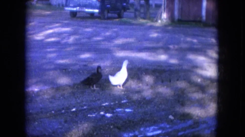 In the blue-purple 8mm frame, two ducks stand close together on a shaded residential driveway in Louisville.
