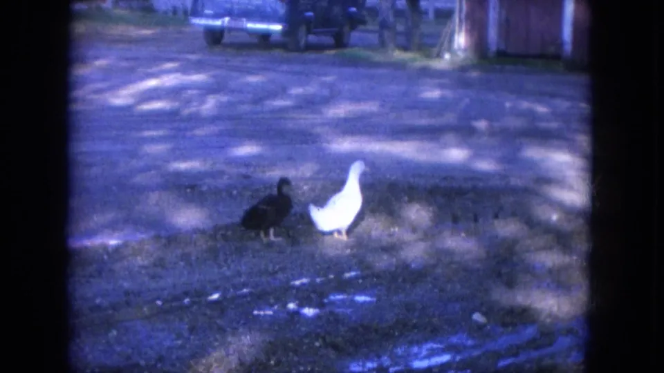 The black duck trails the white duck on a gravel driveway, with a parked pickup and residential exterior visible behind.