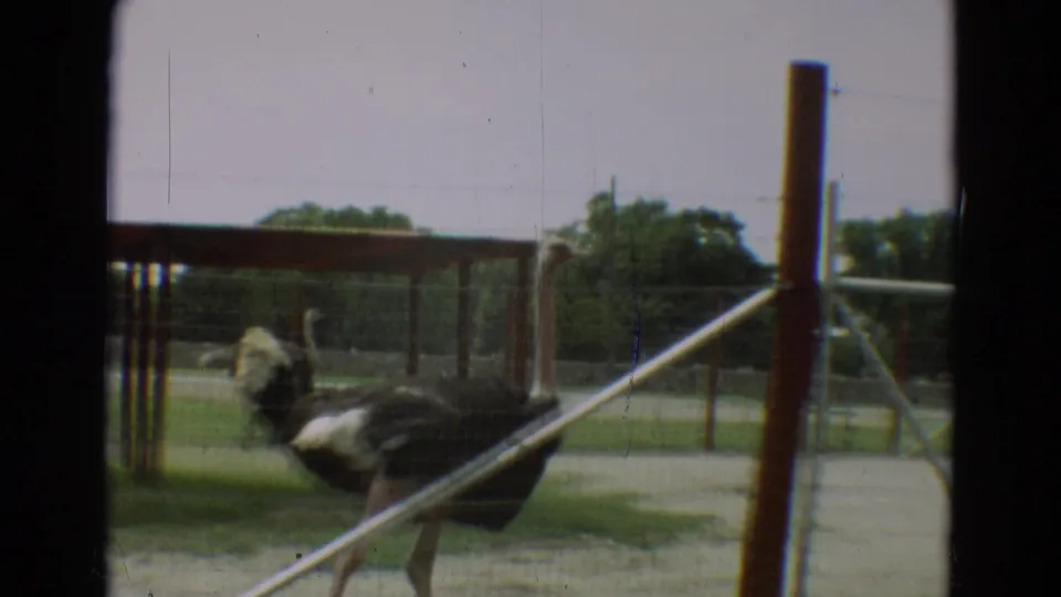 1965 Omaha zoo footage showing an ostrich behind wire mesh fencing, with red enclosure posts and open grounds behind it.