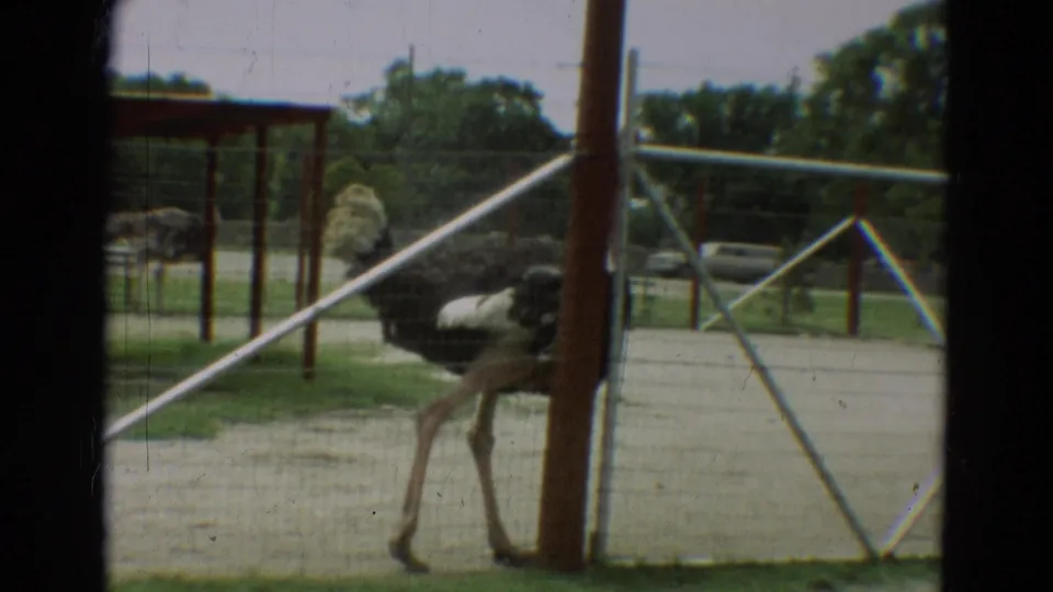 1965 Omaha frame of an ostrich standing near a red post inside a wire zoo enclosure, with fencing and trees in the background.