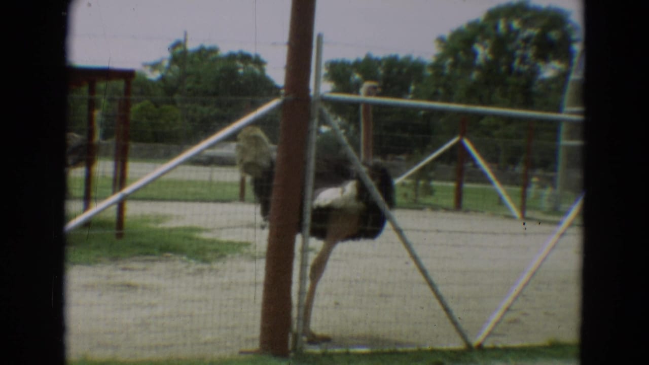 Ostrich standing behind metal rails in a fenced outdoor enclosure.