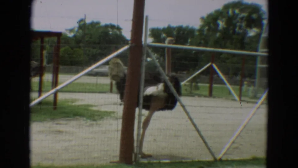 Ostrich in a fenced outdoor enclosure in Omaha, Nebraska, filmed on 8mm home-movie footage from 1965.