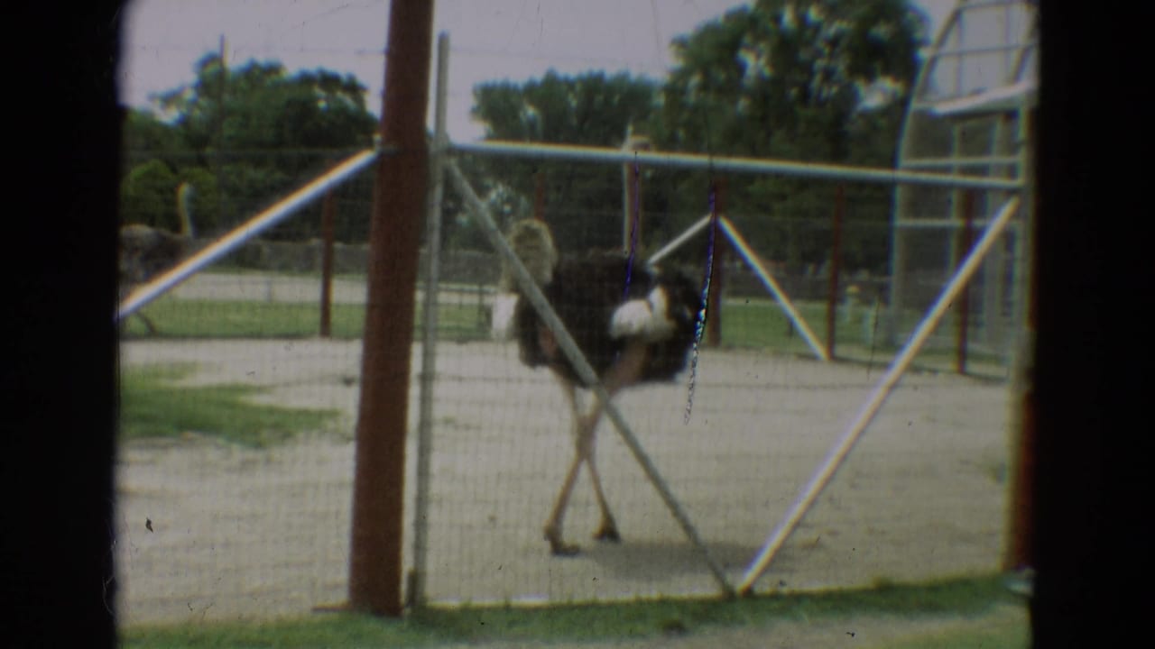 Ostrich walking past crossed metal rails and fencing in an outdoor yard.