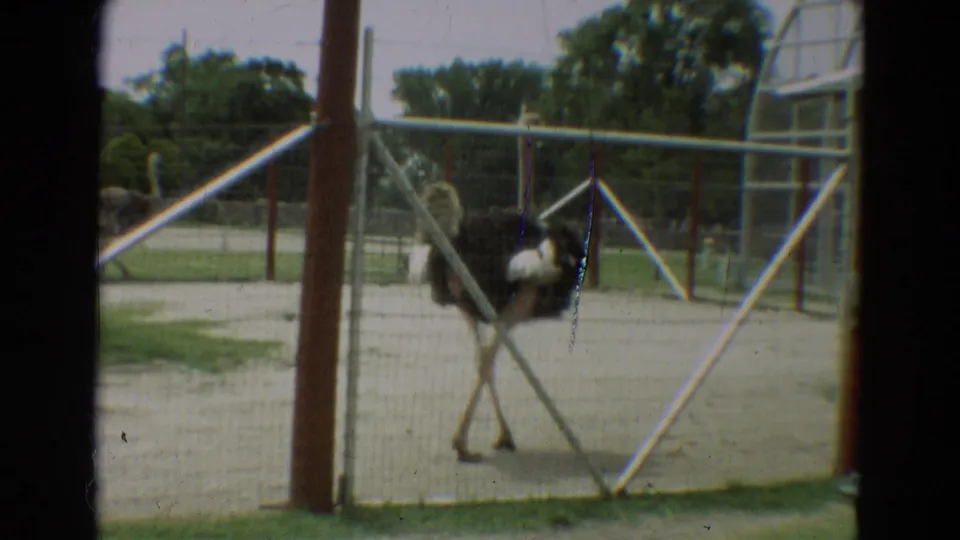 Ostrich walks across a gravel enclosure with metal rails and trees visible in the background, Omaha, Nebraska, 1965.