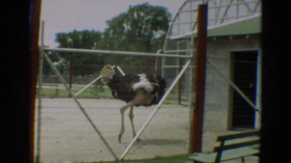 Ostrich passes near a gate and small enclosure building in 1965 Omaha 8mm home-movie footage.
