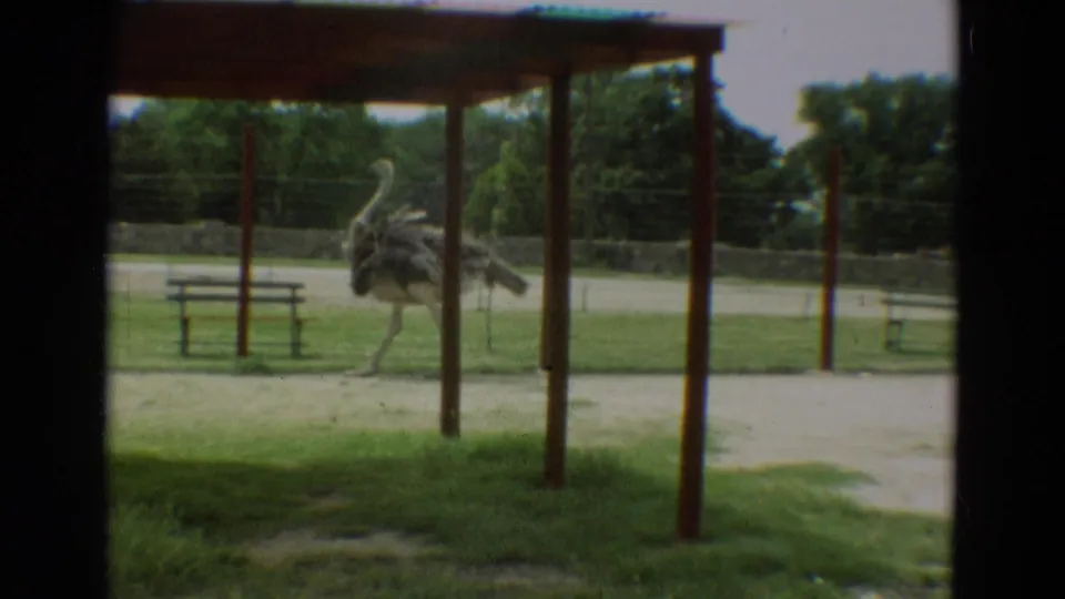 Ostrich walks through a shaded part of the fenced enclosure, with benches and trees beyond, in Omaha, Nebraska, 1965.