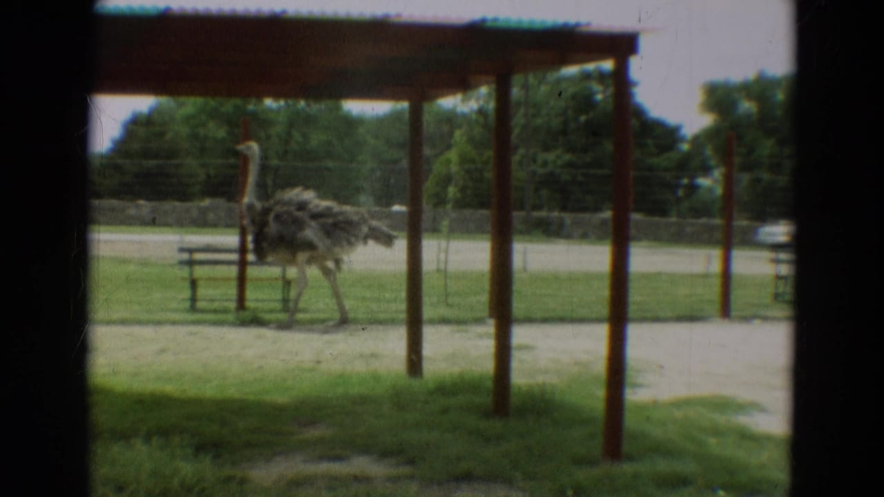 Ostrich walking on grass near a wooden shelter with a street behind it.