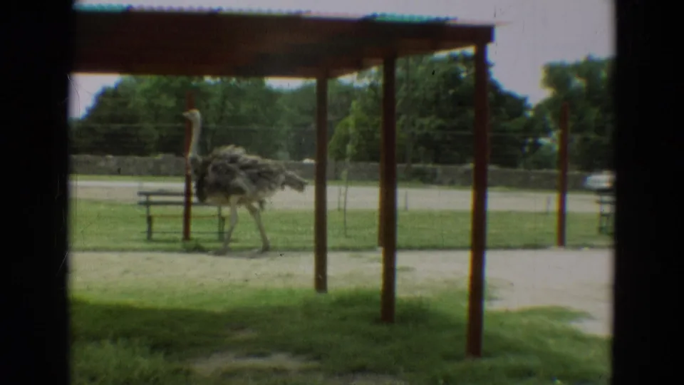 1965 Omaha home-movie frame showing an ostrich in a grassy enclosure near a wooden shelter and roadside background.