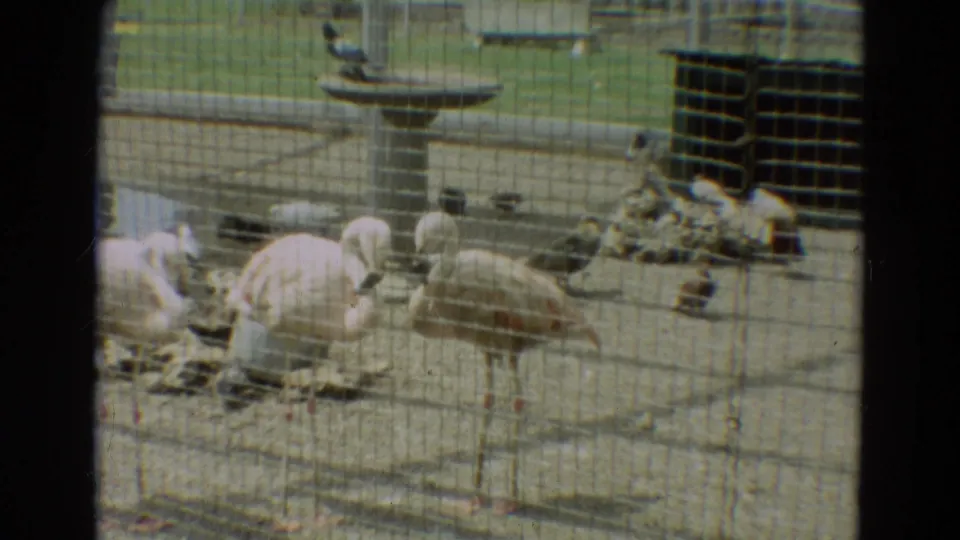 1965 Omaha frame of flamingos and pigeons inside a wire-mesh bird enclosure, with a birdbath and shaded structure behind them.