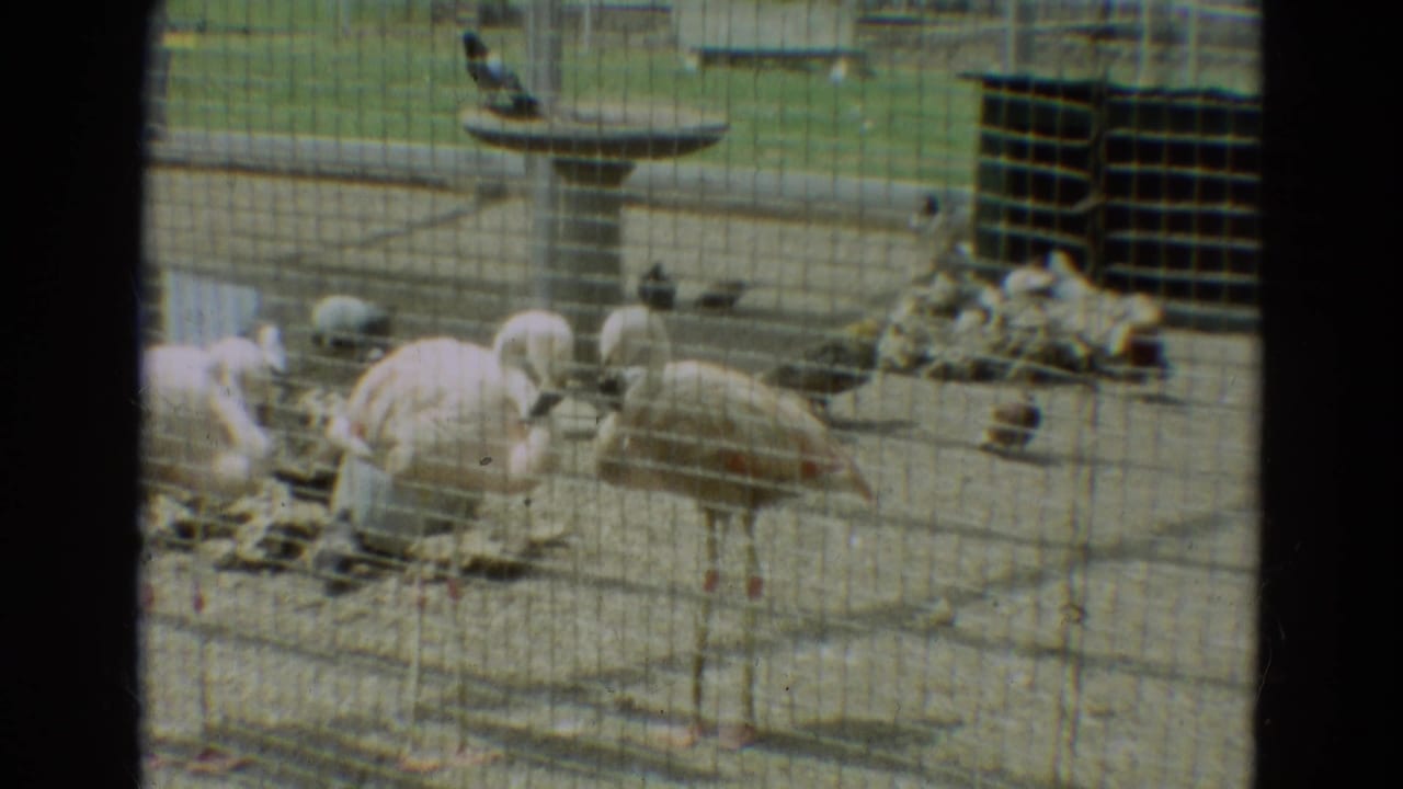 Flamingos and small birds stand behind wire mesh in a zoo enclosure.