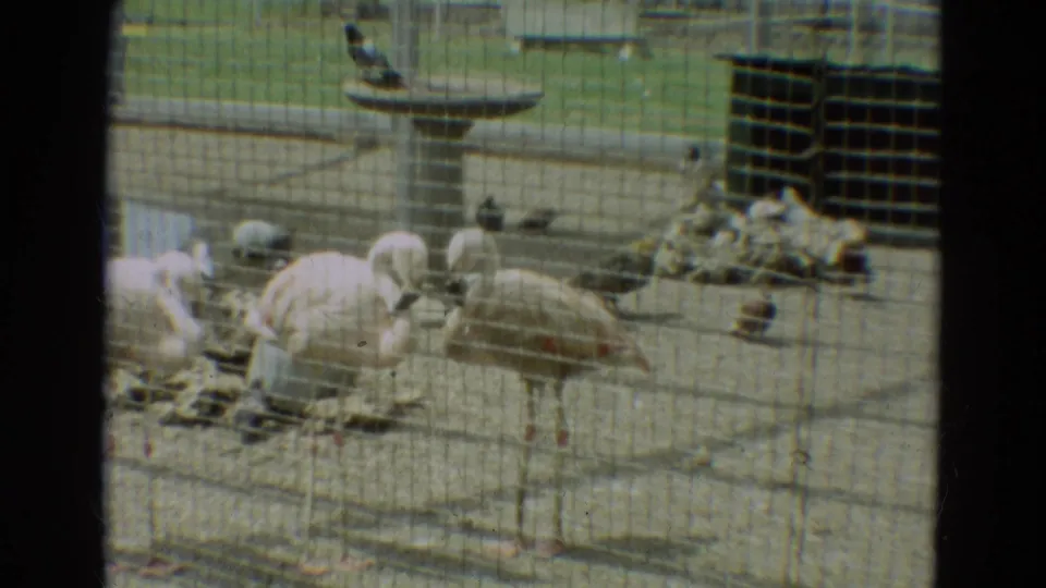 1965 Omaha zoo home-movie frame showing flamingos and small birds behind wire mesh near sandy ground and a birdbath.