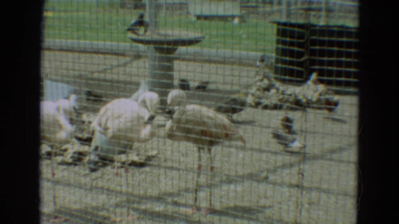 Flamingos stand near a birdbath behind wire mesh with small birds nearby.