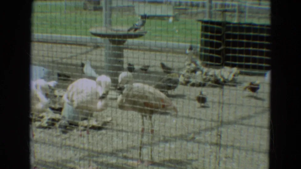 1965 Omaha zoo home-movie frame showing flamingos in a fenced bird enclosure with a birdbath and small birds in the background.