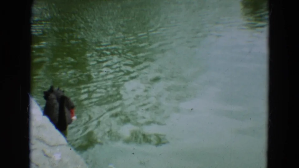 1965 Omaha zoo frame showing a black swan with a red beak moving through greenish pond water beside the frame edge.