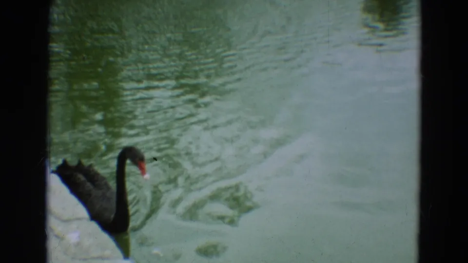 A black swan with a red beak swims beside a stone pond edge in 1965 Omaha 8mm home-movie footage.