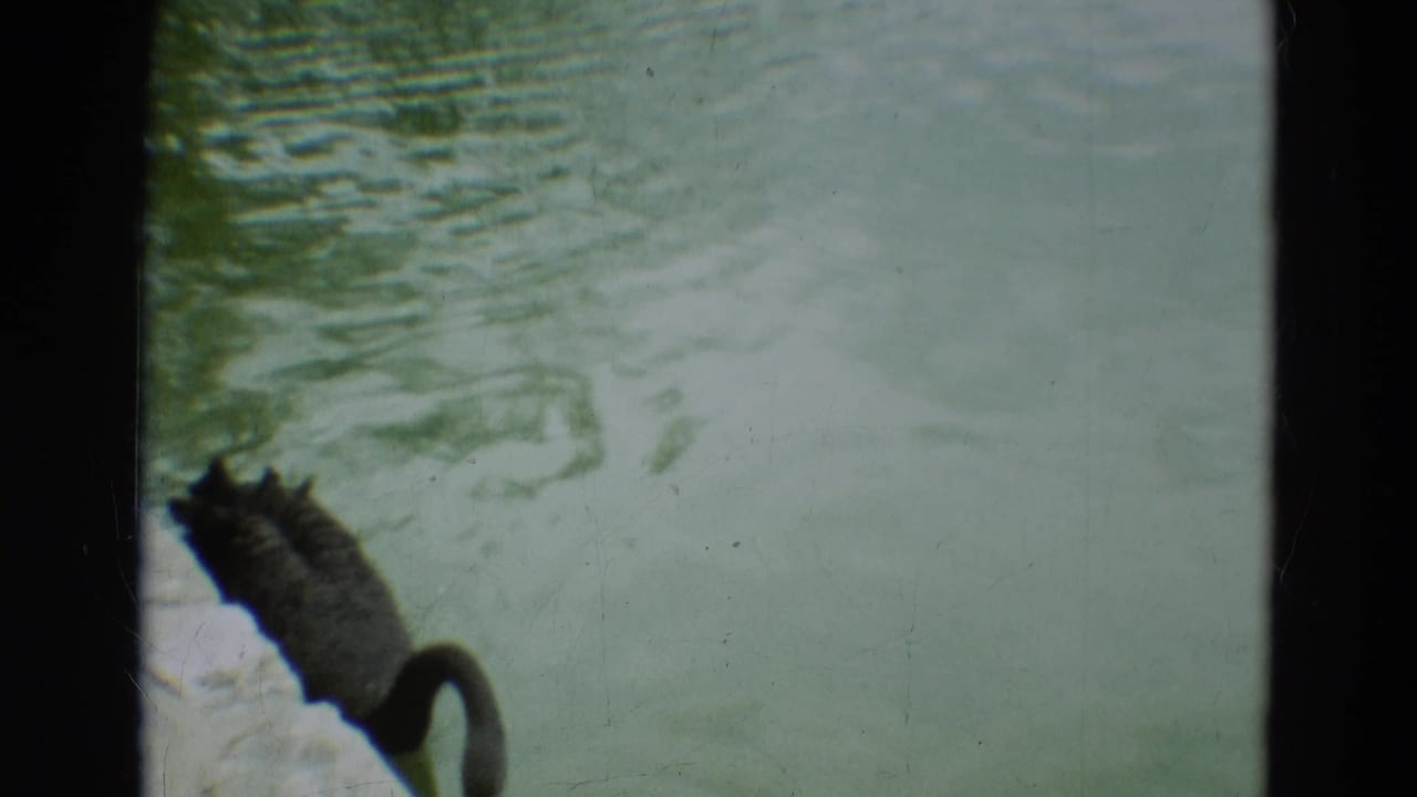 Black swan partly turned away near the pond edge, seen through a film frame division.
