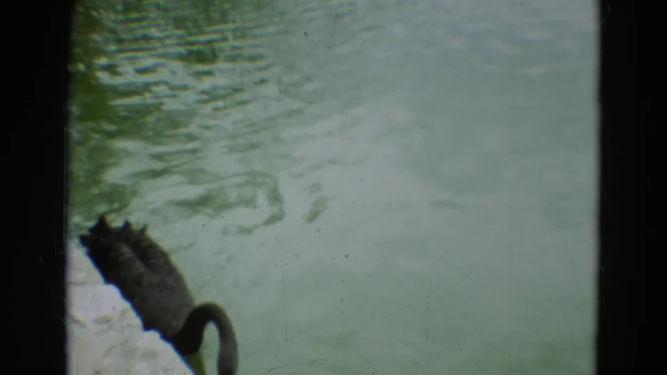The swan moves along the pond edge, partly obscured by the 8mm contact-sheet frame division.