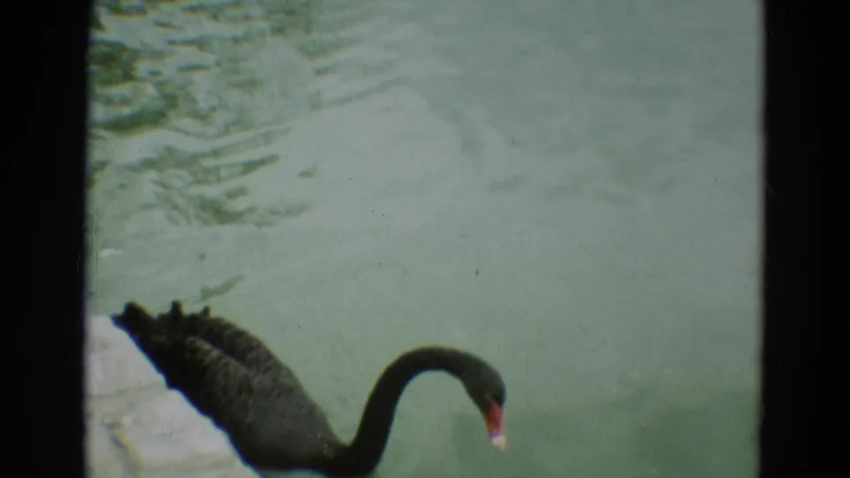A close view of the black swan paddling beside the stone bank in the supplied 1965 Omaha footage.