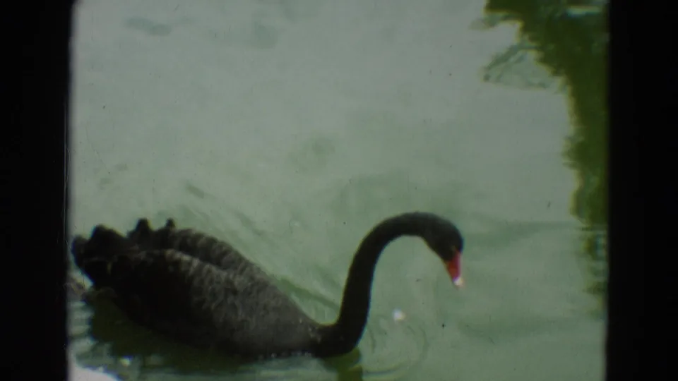 The swan glides away from the pond edge on green water, its red beak angled toward the surface.