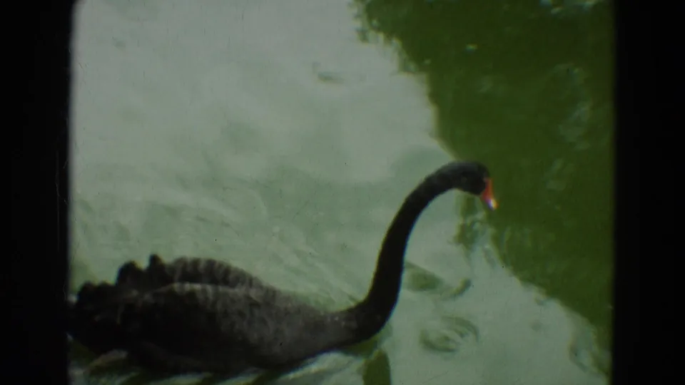 Black swan gliding through greenish pond water in 1965 Omaha 8mm zoo footage, framed by dark contact-sheet borders.