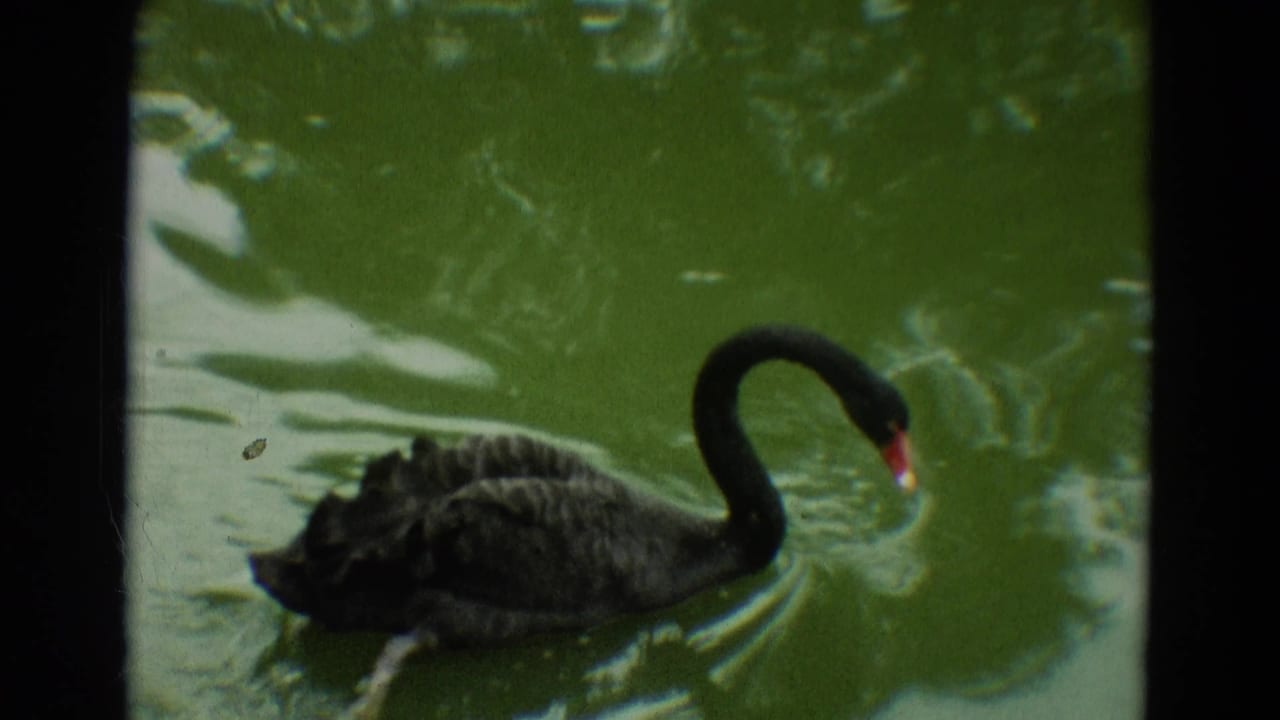 Overhead view of a black swan on green pond water, with ripples and vintage 8mm color shifts visible.