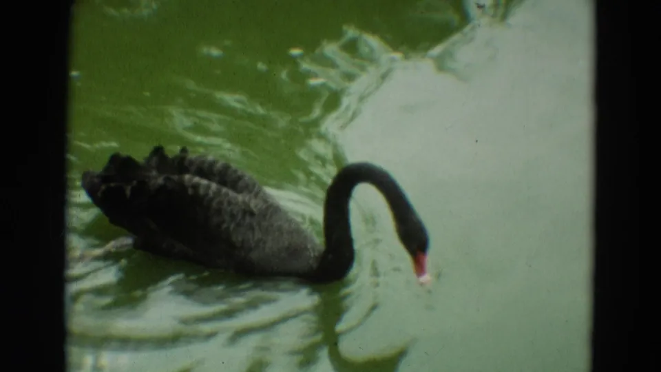 Close 8mm frame of a black swan paddling through green pond water, its long neck curved near the surface.
