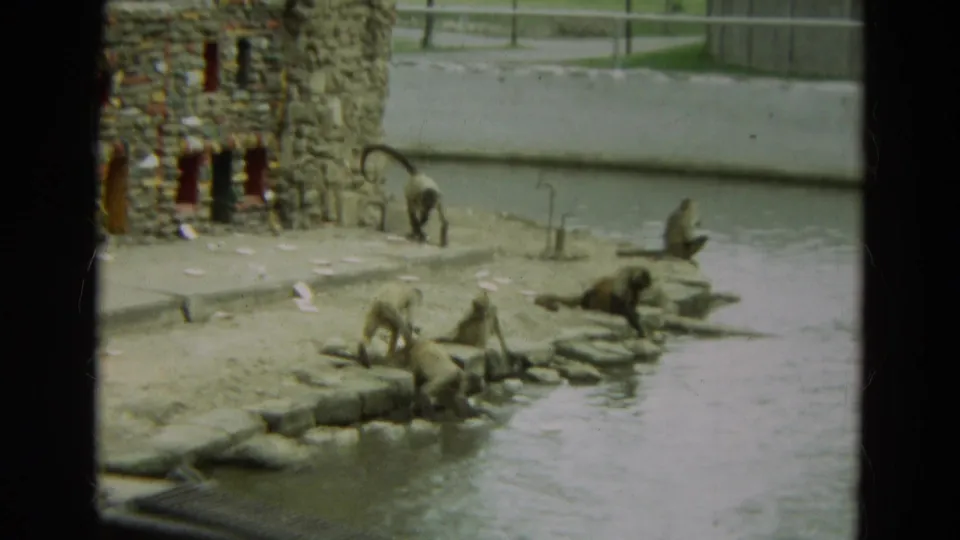 Monkeys appear near a stone structure and concrete pond edge in an Omaha zoo-like setting from 1965 8mm footage.