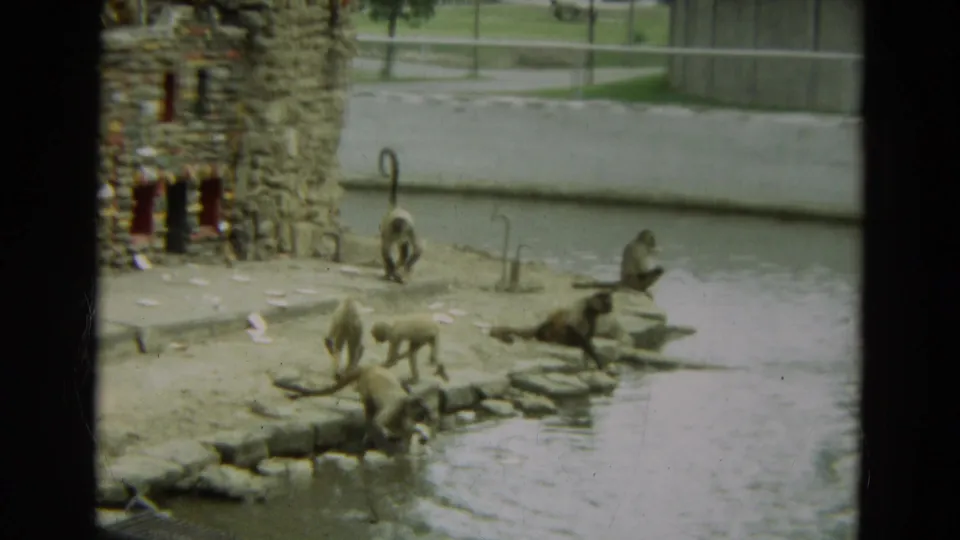 1965 Omaha zoo home-movie frame showing monkeys near rocks and a pond, with stone enclosure walls and fencing beyond.