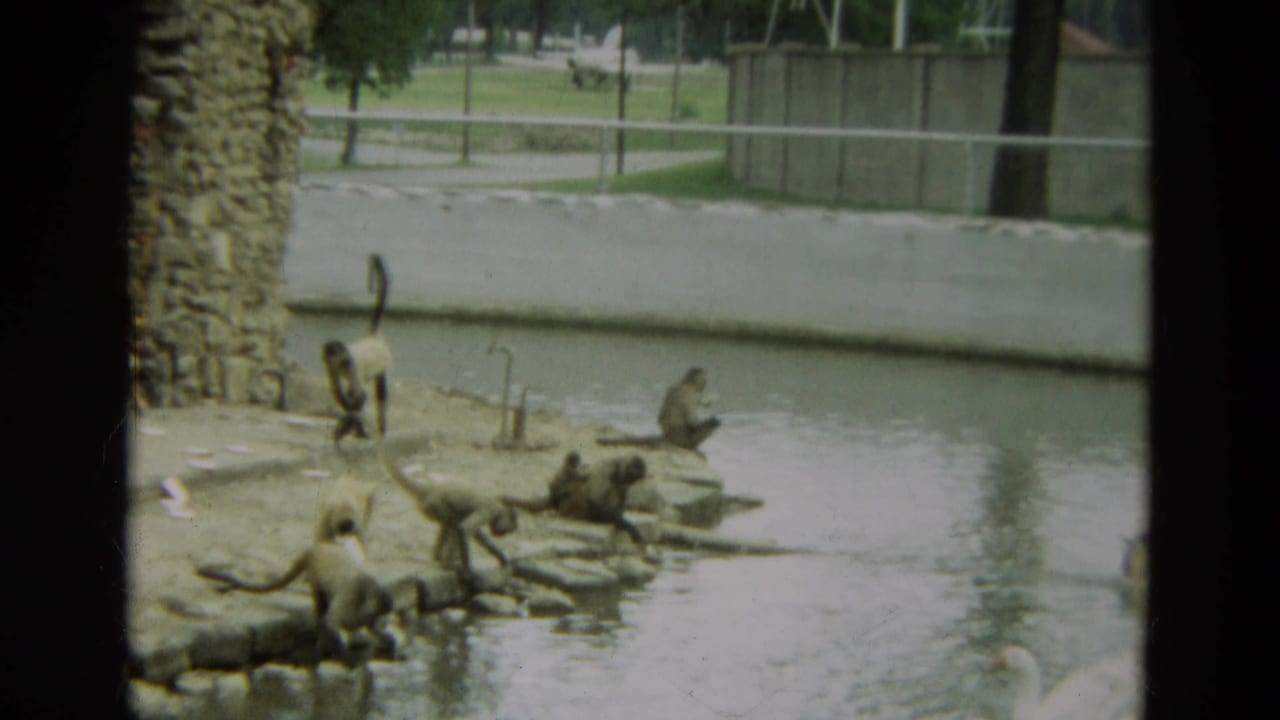 Several monkeys stand and sit near the pond while one rests on a low rock platform.