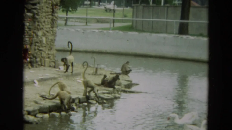 1965 Omaha zoo home-movie view of monkeys at the pond edge with white swans swimming nearby.