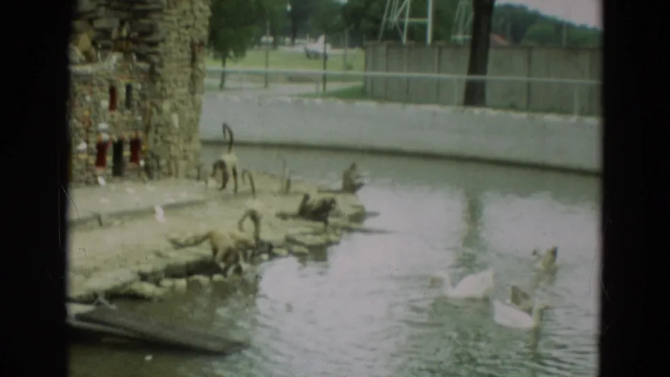 1965 Omaha zoo frame showing monkeys around the pond edge and white swans in the water, with fencing and trees beyond.