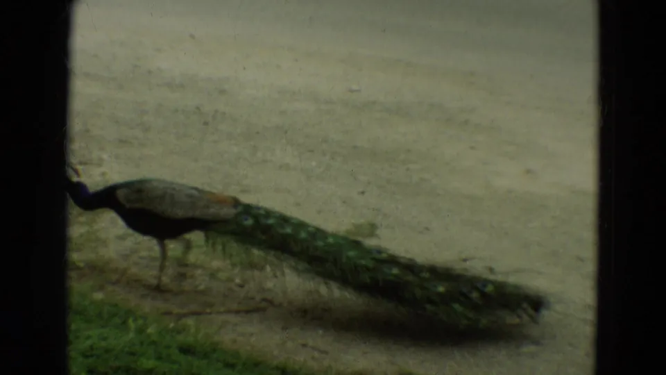 A peacock with a long tail walks past the Omaha zoo pond enclosure in 1965 home-movie footage.