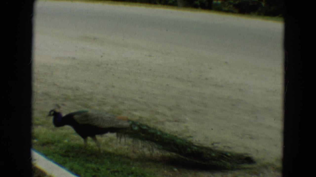 Peacock walking beside a curb and paved road.