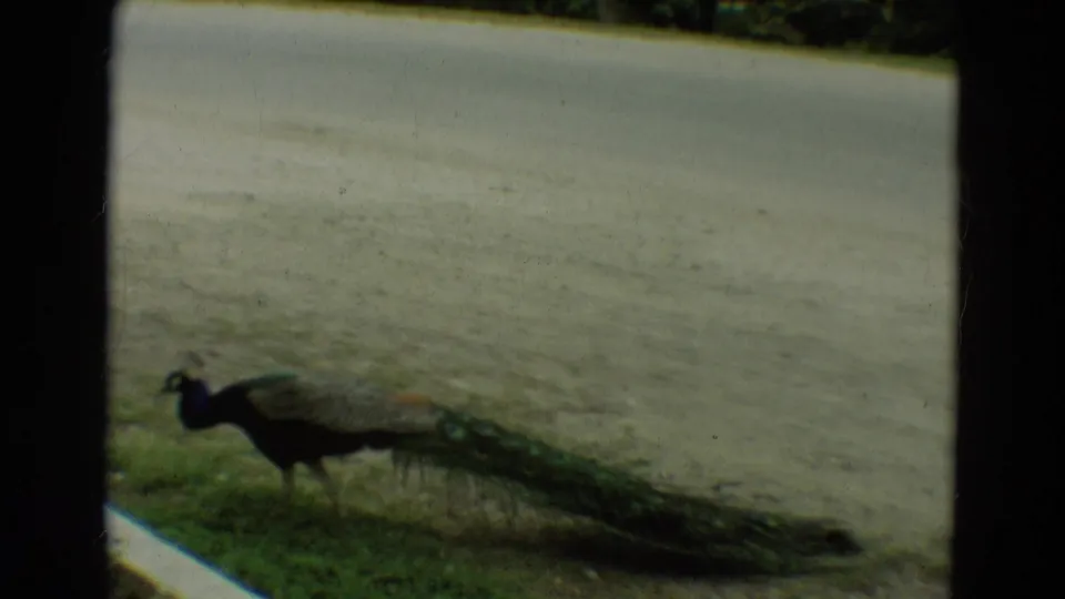 Peacock with long tail feathers walking along a grassy curb beside a paved road in Omaha, Nebraska, 1965 home-movie footage.