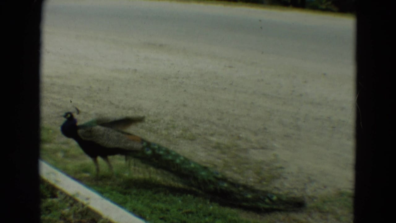 Peacock standing near a curb with its tail stretched behind it.