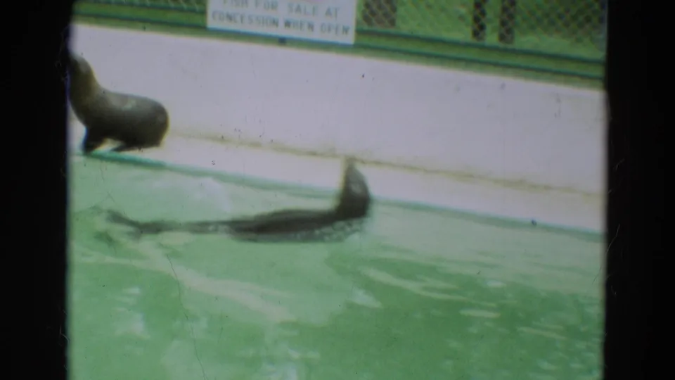 Seal swims through a green-tinted pool while another seal rests near the edge, possibly at a zoo or park setting.