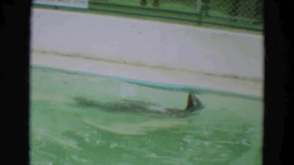 A seal swims through a green-tinted pool in 1965 Omaha footage, framed by white walls and green metal fencing.