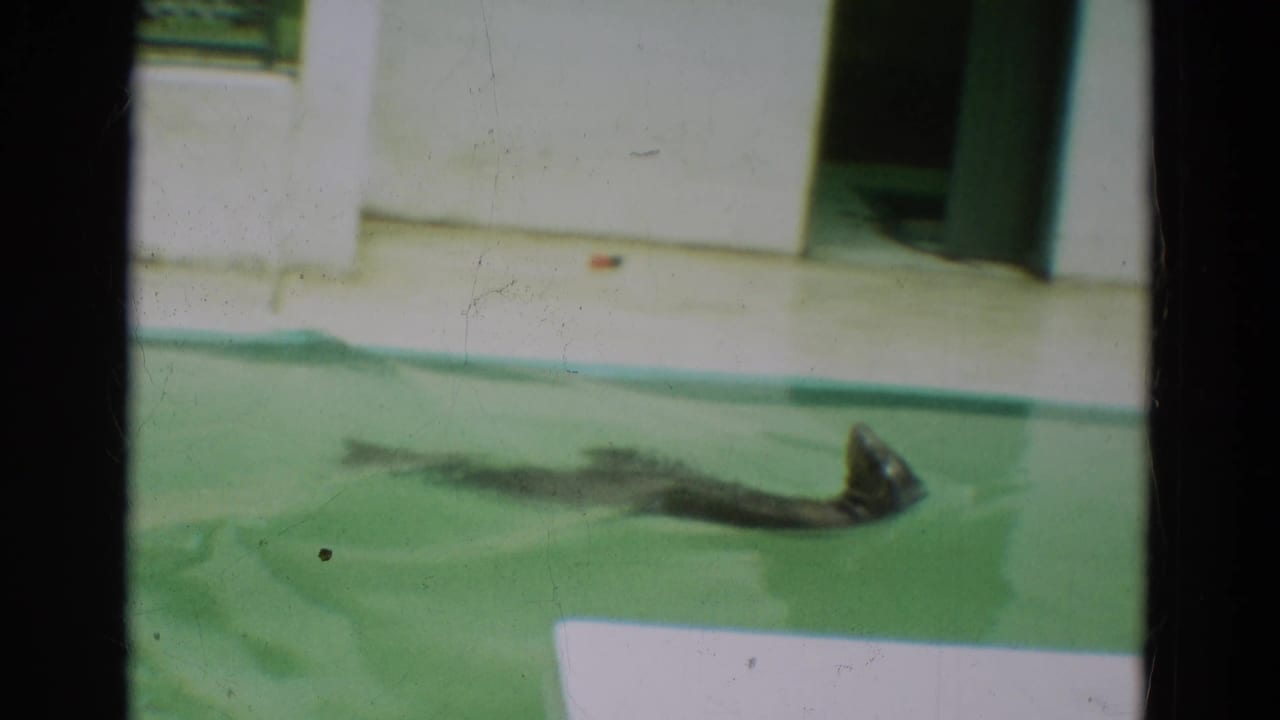 Seal turns in the pool near a white wall and open doorway.