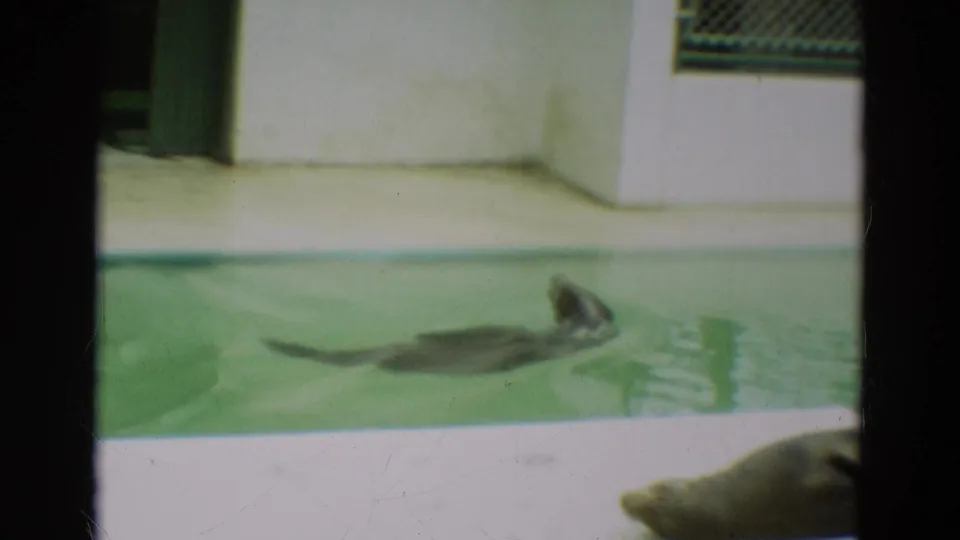 A seal swims with its head lifted in the green-tinted pool, seen through soft 8mm color and dark frame bars.