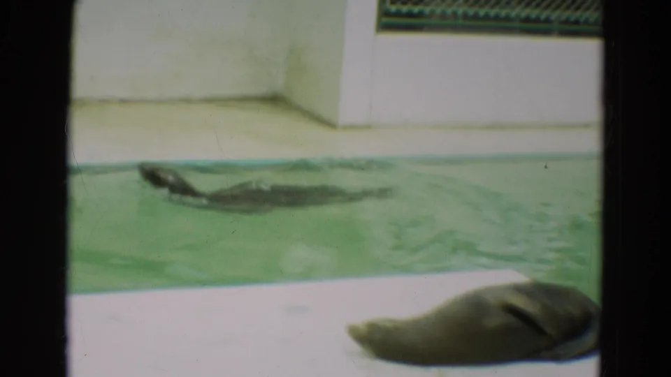 A seal moves through the pool near the wall as another seal-like form rests near the foreground edge in the Omaha 1965 footage.