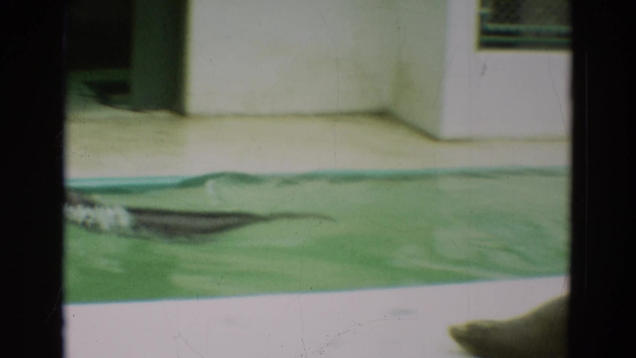 Sea lion swimming in a green-tinted pool beside a concrete deck.