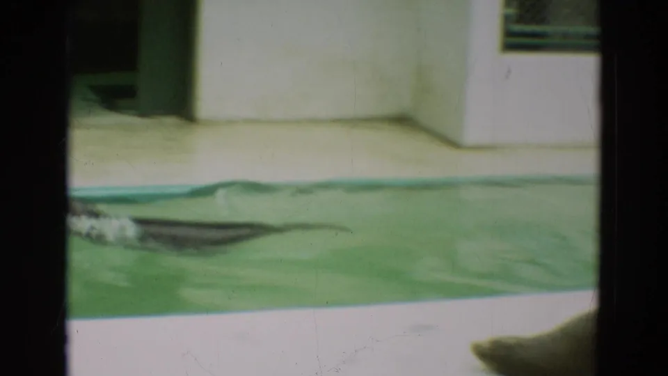 1965 Omaha home-movie frame showing a sea lion moving through a green pool at an animal-park exhibit.