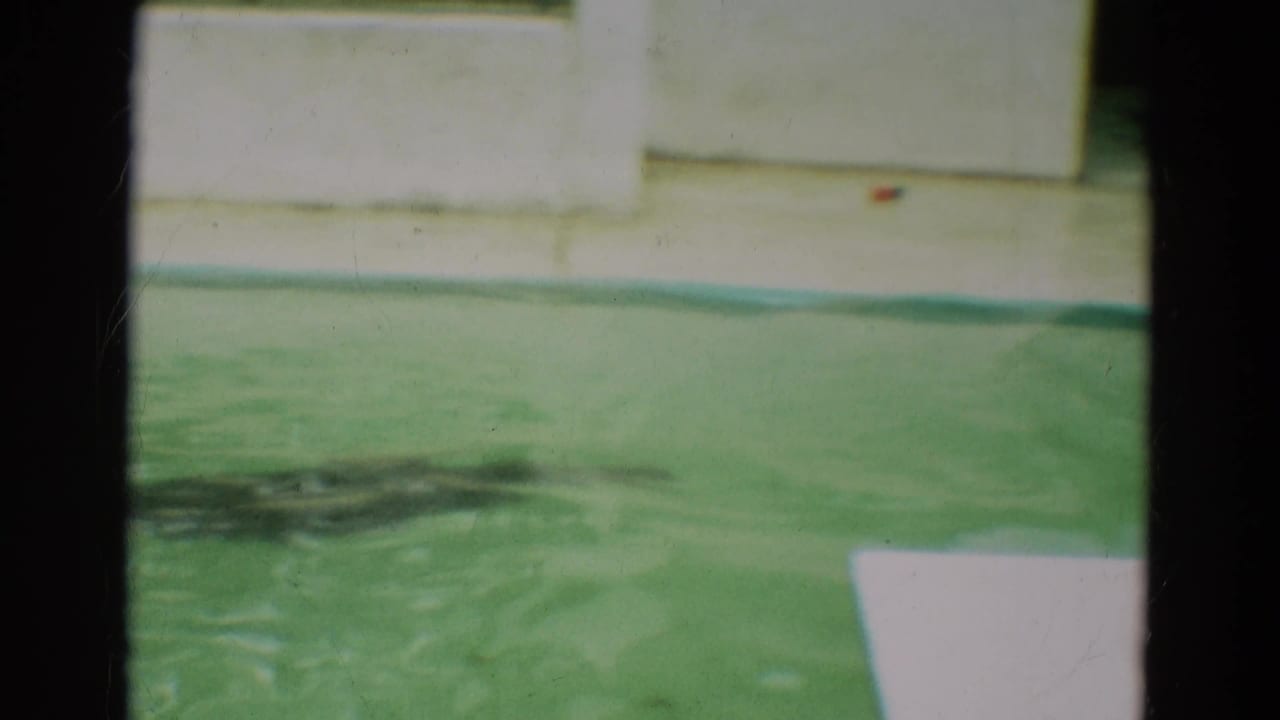 A sea lion swims across the green water in a 1965 Omaha animal-park pool, filmed from a visitor viewpoint.