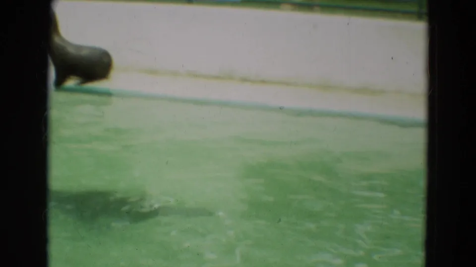 A sea lion rests or climbs near the pool edge in a faded 1965 Omaha animal-park home-movie frame.