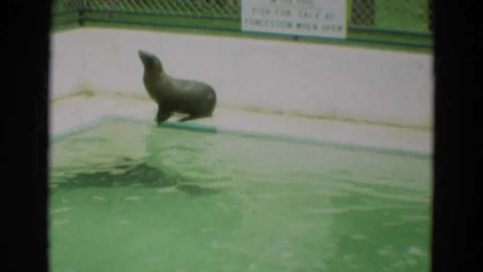 1965 Omaha footage shows a sea lion upright on the deck beside a green pool, with a visitor sign visible behind it.