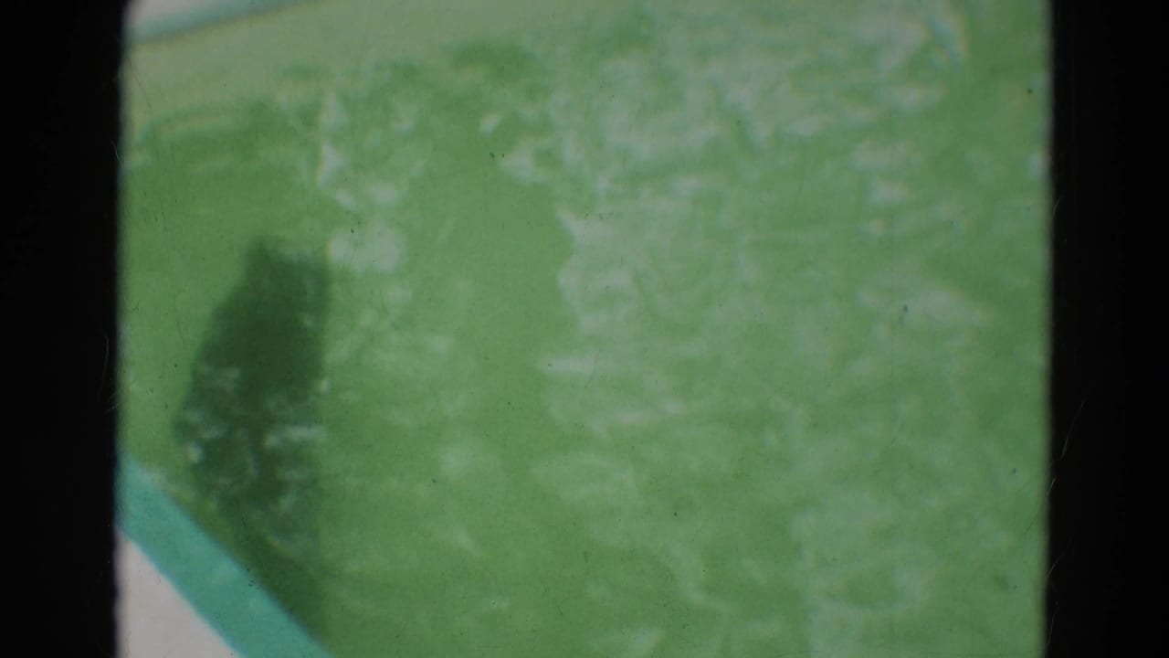 A dark seal moves through green water beside a white pool edge.