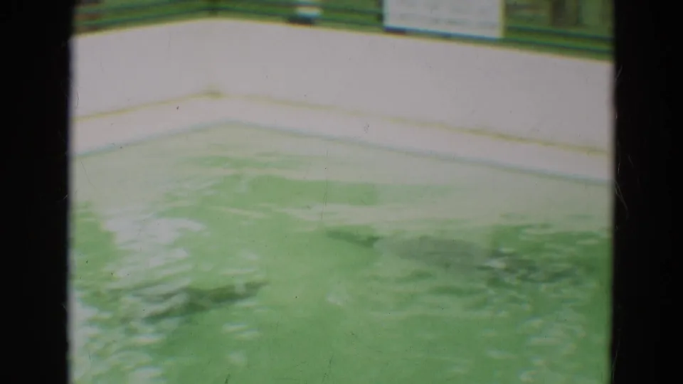 The camera holds on the green-tinted seal pool and white concrete walls in 1965 Omaha home-movie footage.