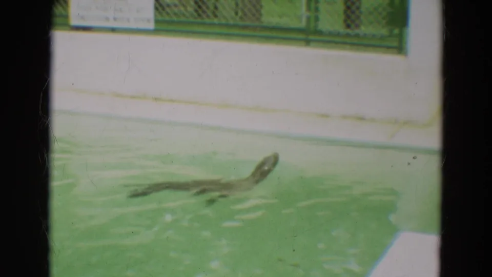 A seal swims across the green pool below railings and partial signs in supported 1965 Omaha footage.