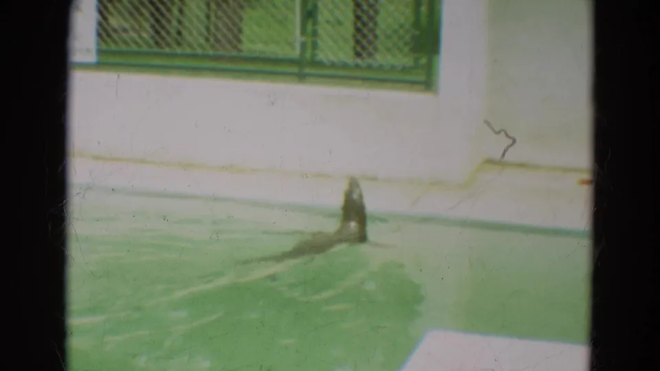 1965 Omaha zoo home-movie frame showing a seal at the concrete edge of a green pool with fencing behind it.