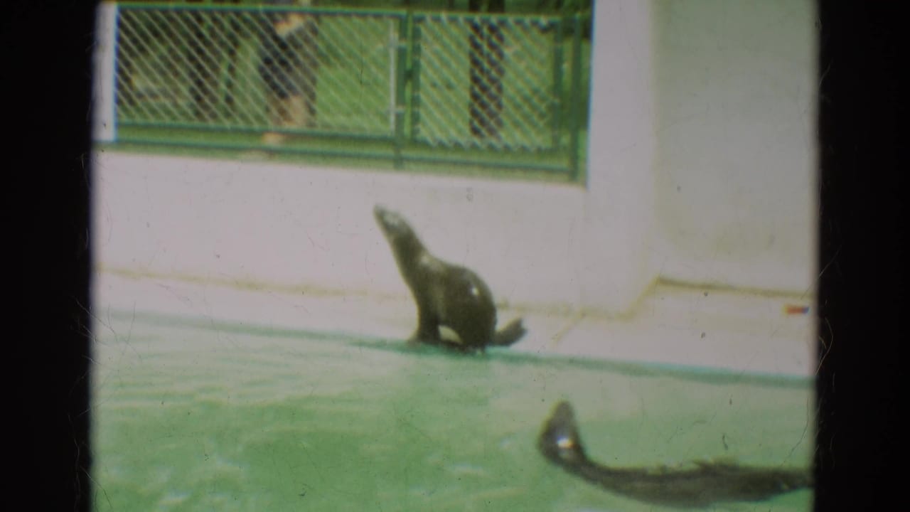 Seal sits upright beside the pool while another seal is partly visible in the water.